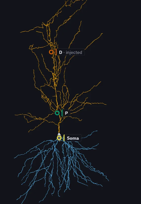 The reconstructed neuron in 3D, blue basal dendrites below the soma and orange apical dendrites above, with pins at the soma, P and D.